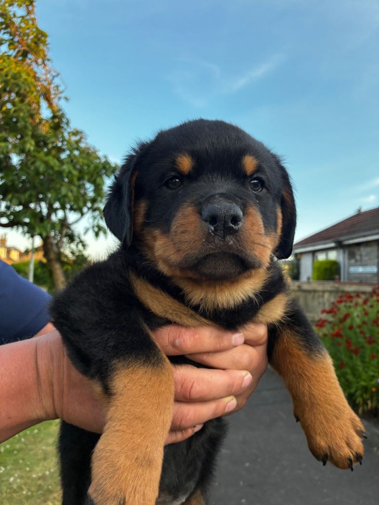 Rottweiler 