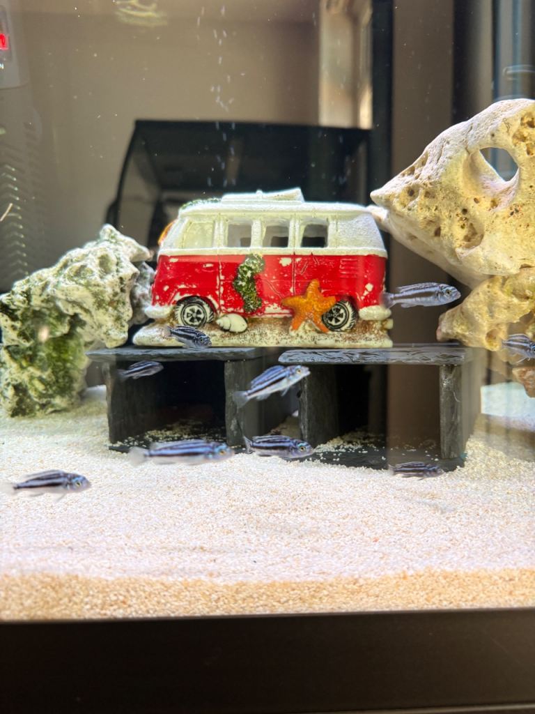 Maingano cichlids 3 for £12