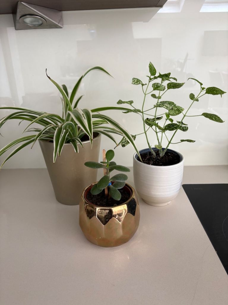 House plants in ceramic pots: Spider, Money and Polka dot. £20 for all. Collect Fulham