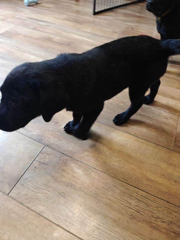 Labrador female black 9 weeks old 