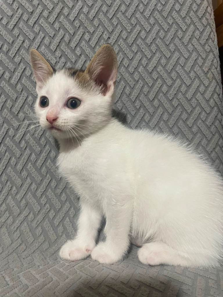 Kittens for sale ready August 