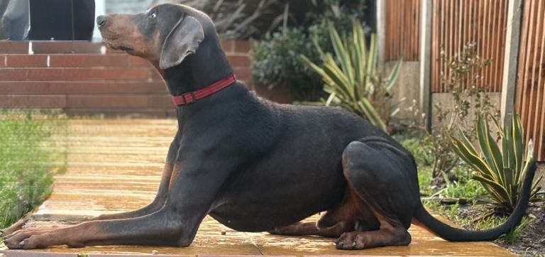 Dobermann