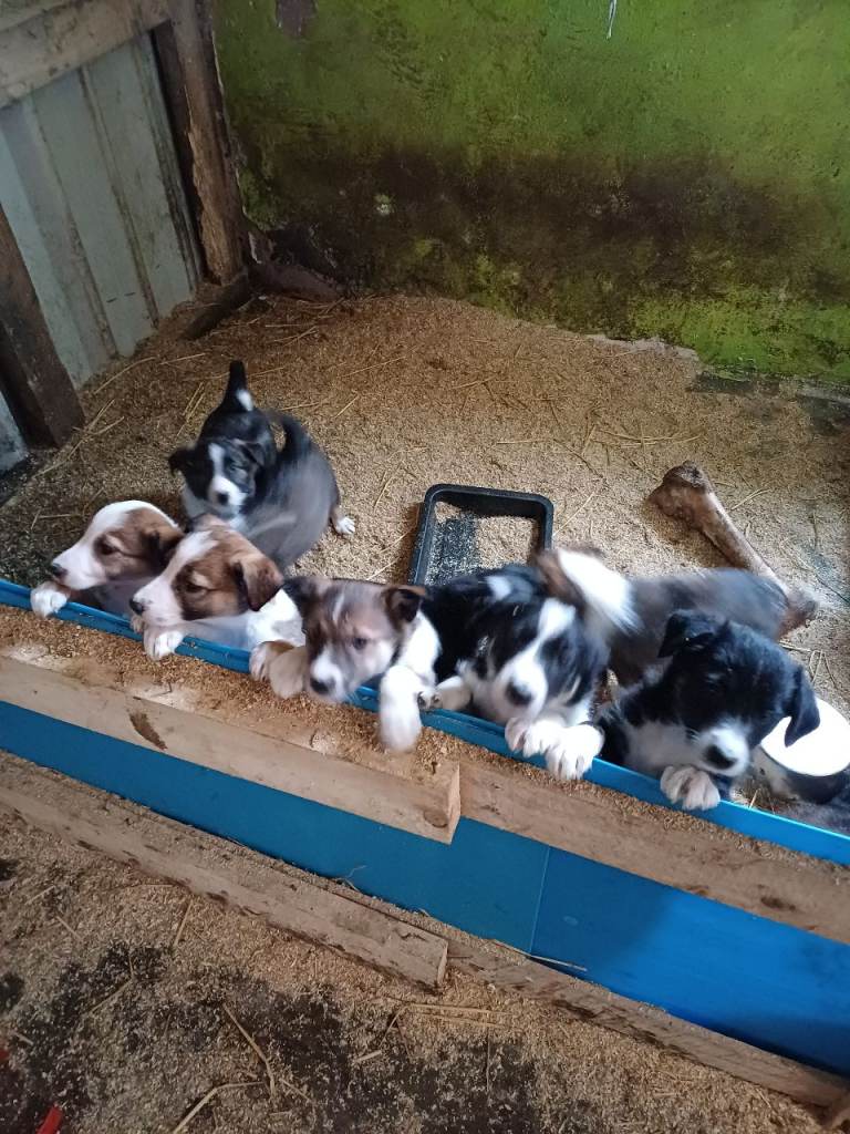 Border collie pups