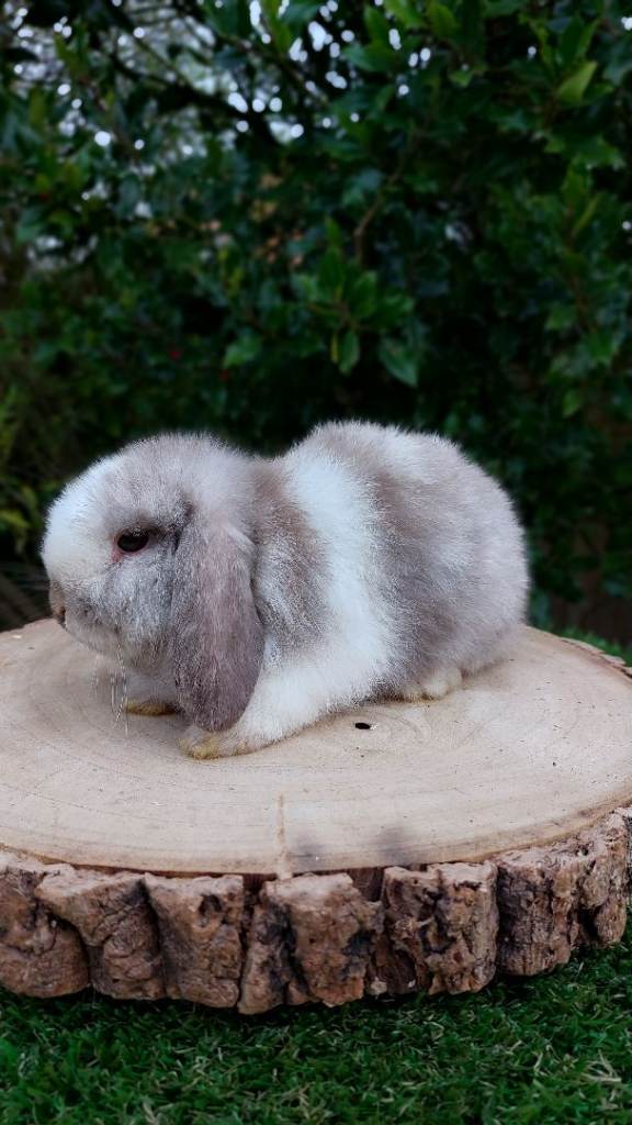 Mini-lop baby rabbits ready to leave now 