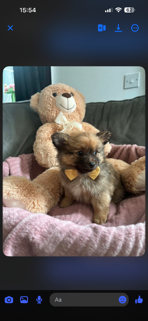 NOW REDUCED  beautiful Tcup teddy faced Pomeranian pups for sale