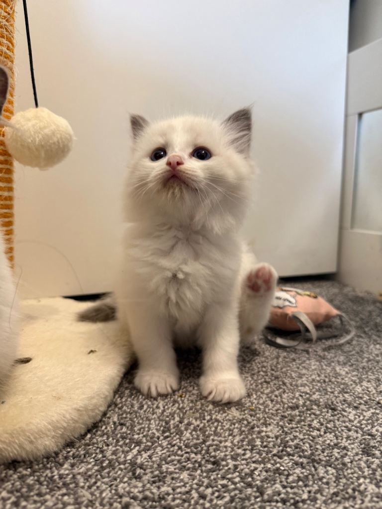 TICA registered ragdoll for sale 