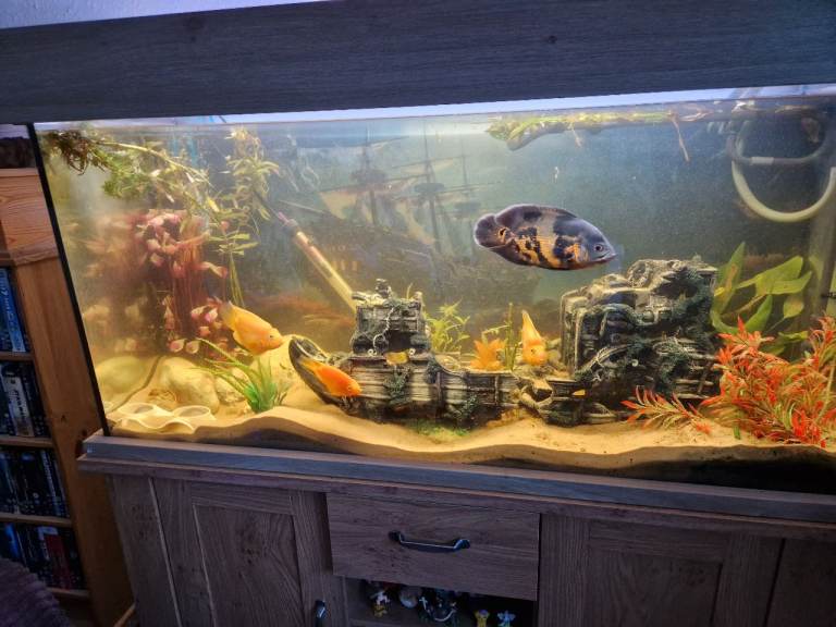 240 LITRE FISH Tank with established Fish and accessories