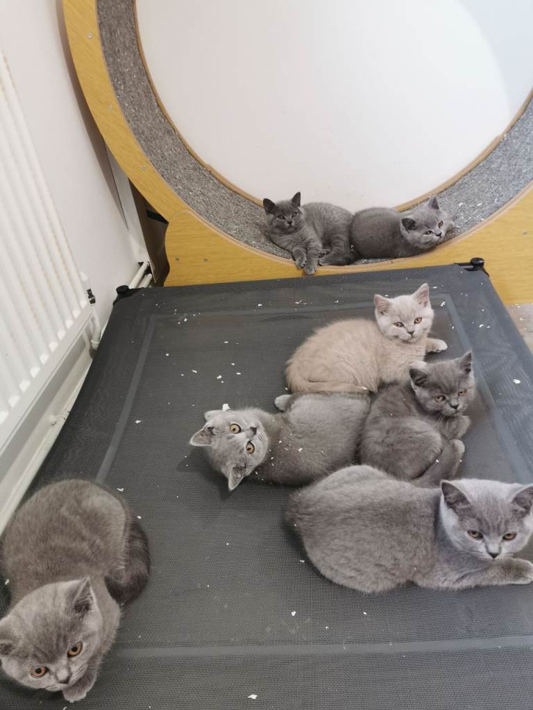 British shorthair kittens 