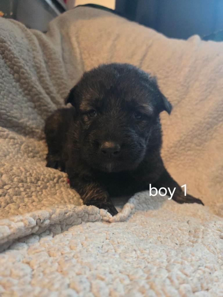 German shepherd puppies 