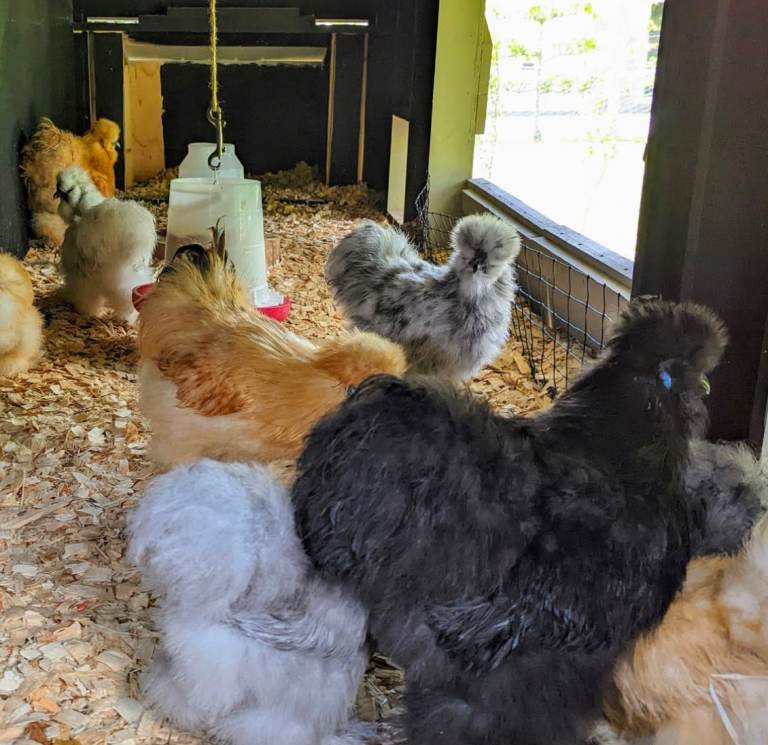 American 100% pure Silkies chickens 