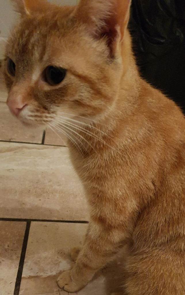 Ginger Cat for sale 