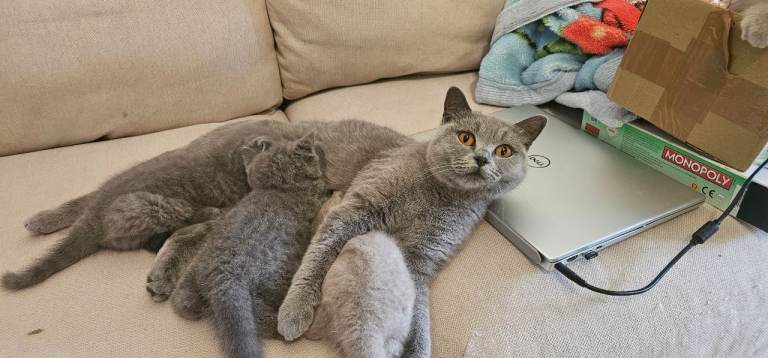 GCCF British Short Hair Kittens