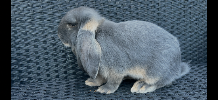 Pure Bred French Lop Rabbits 