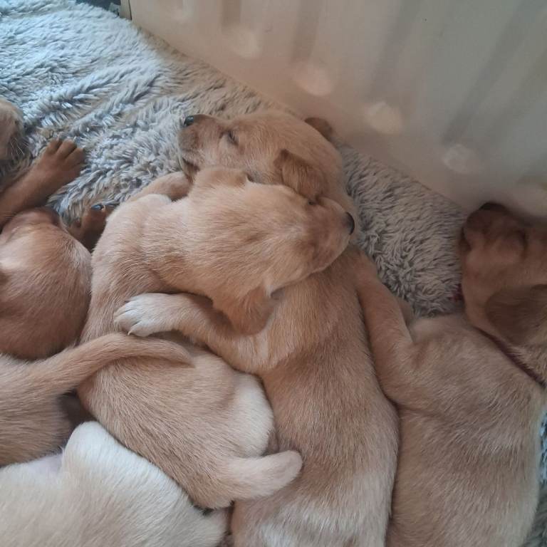 Beautiful KC registered labrador puppies for sale