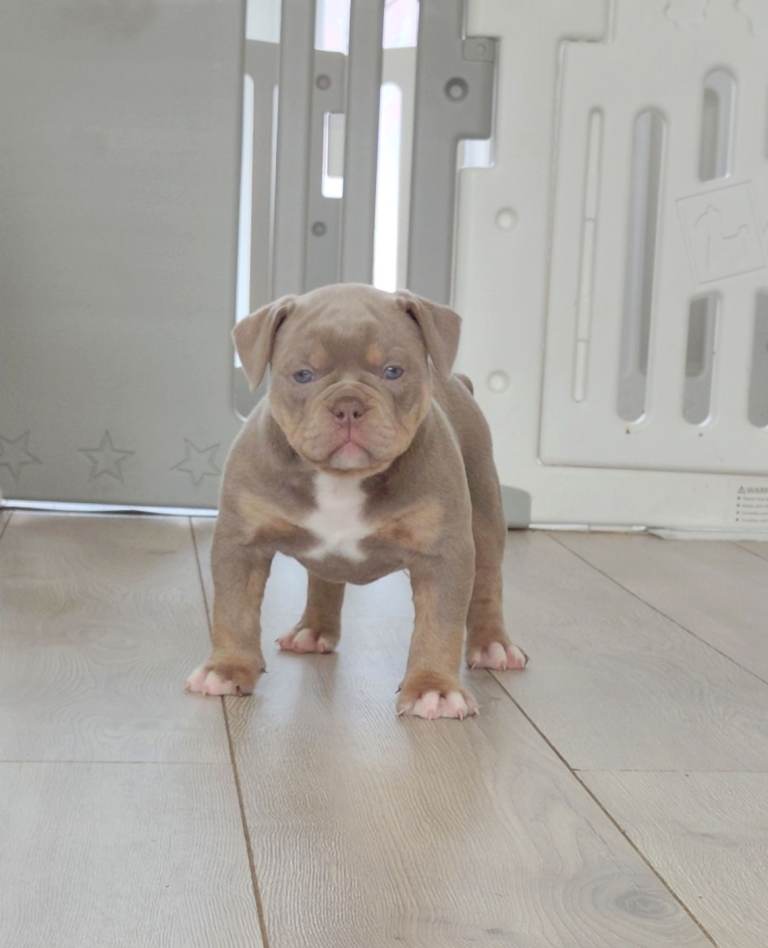 Olde English bulldog 