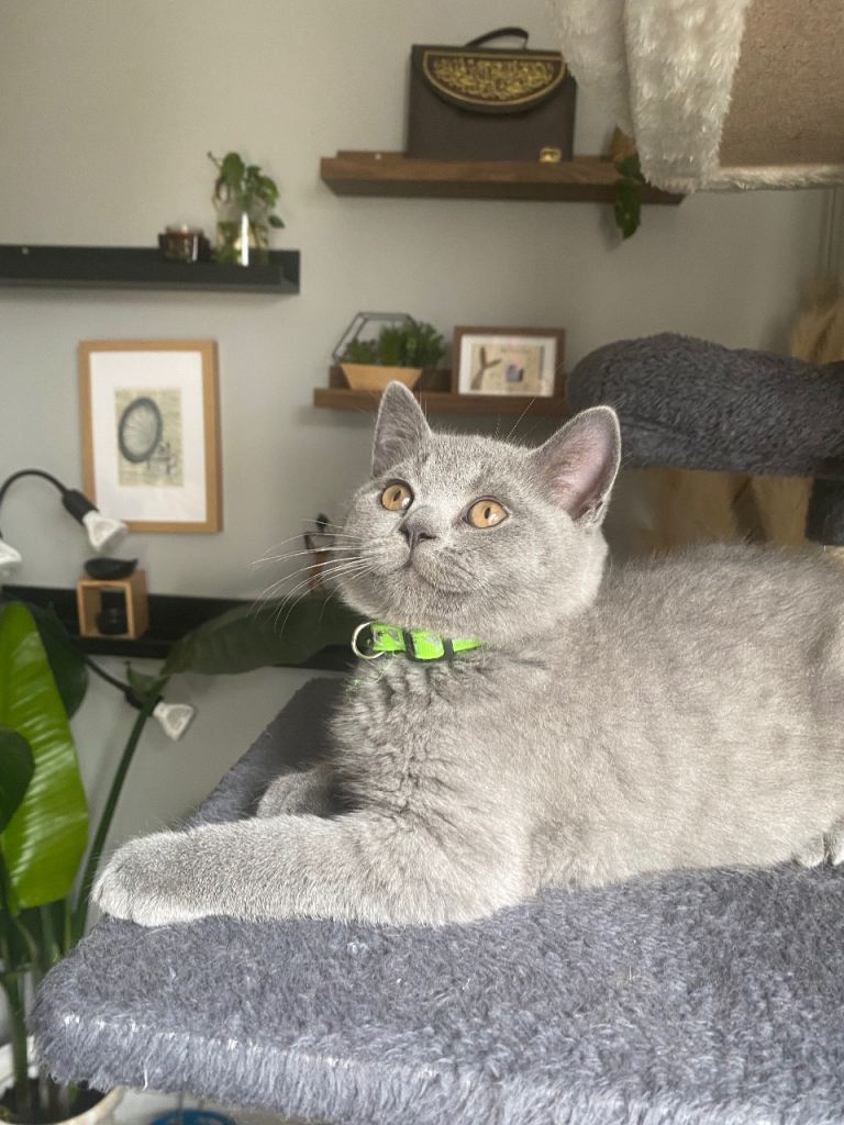 Stunning GCCF British short hair kittens