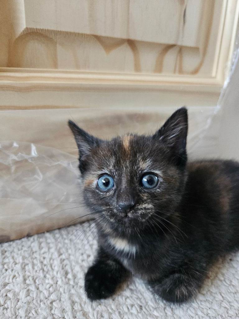 Female kitten 
