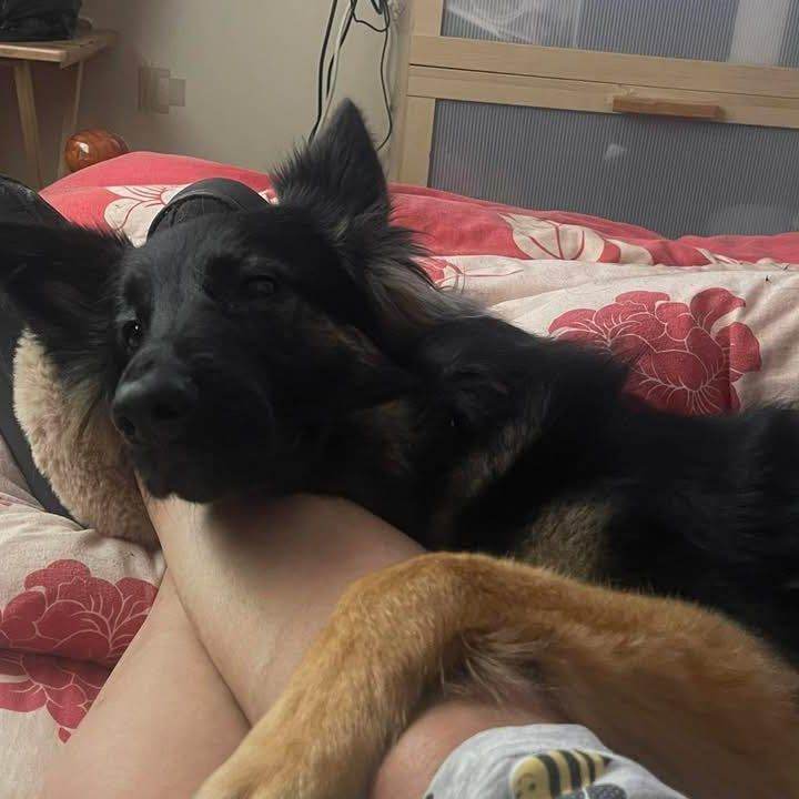 German Shepherd for unfortunate sale. If ad is here SHE is still available for rehoming