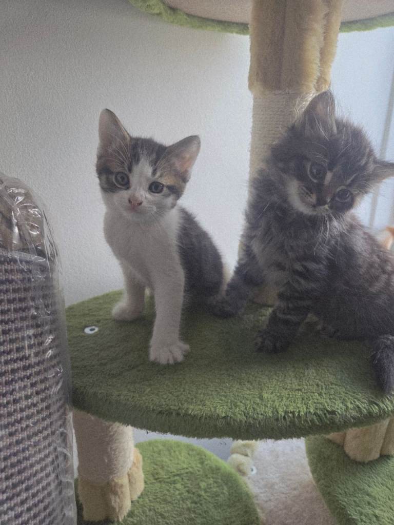 Kittens for sale 