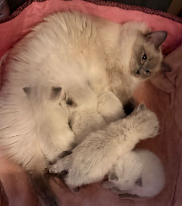 Ragdoll kittens