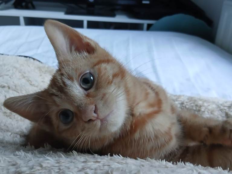 Ginger kitten