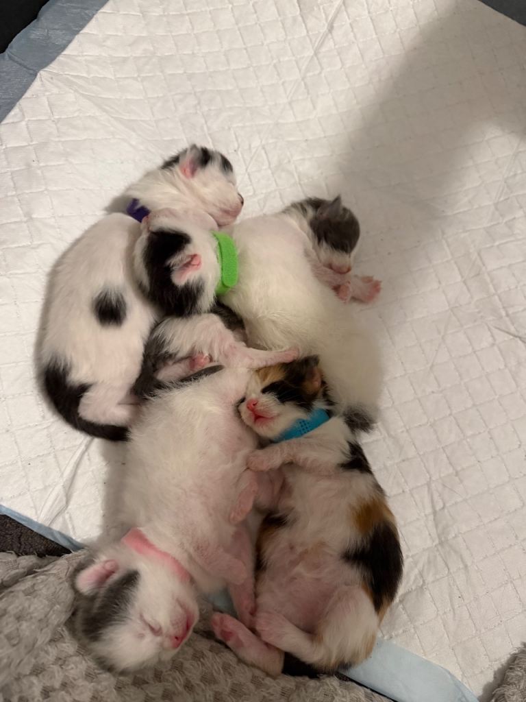 Maincoon cross kittens 