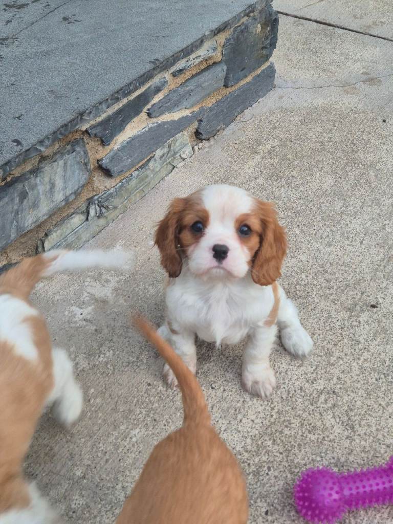  1 King Charles Caviller Pup For Sale