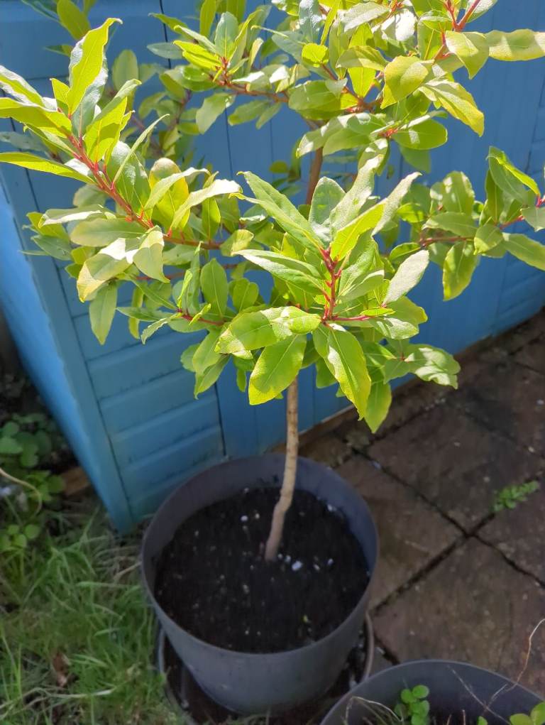 Bay tree in large pot
