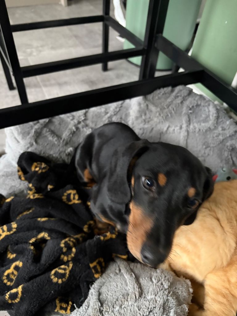 Dachshund puppy 