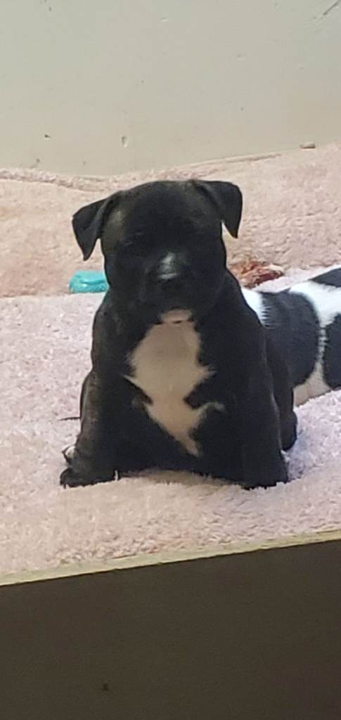 Staffordshire bull terrior pups staffy 