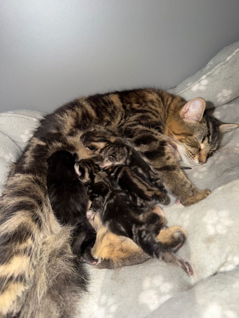 Half Maine Coone & Quarter Bengal Kittens 