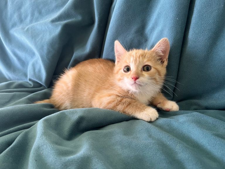 Unusual ginger and white females
