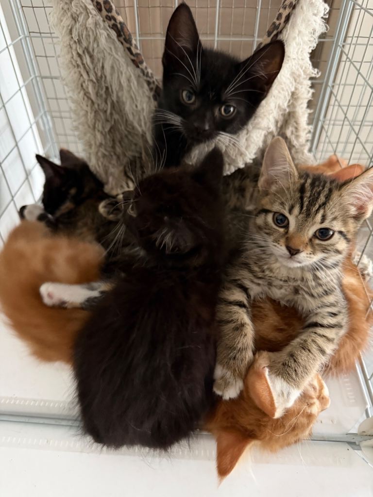 5 Beautiful Kittens 