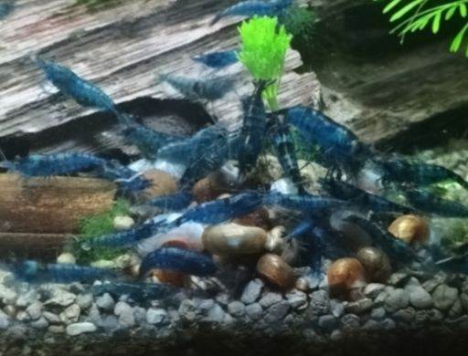 Costessey NR5 0PX Aquarium shrimp reds, yellows and blacks 