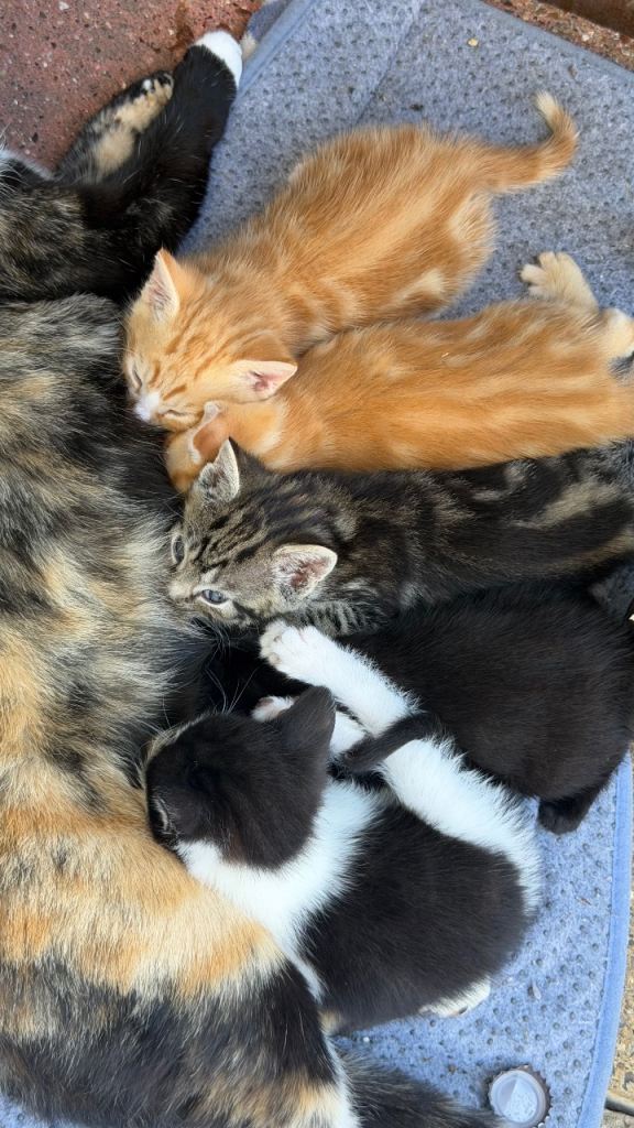 Gorgeous kittens