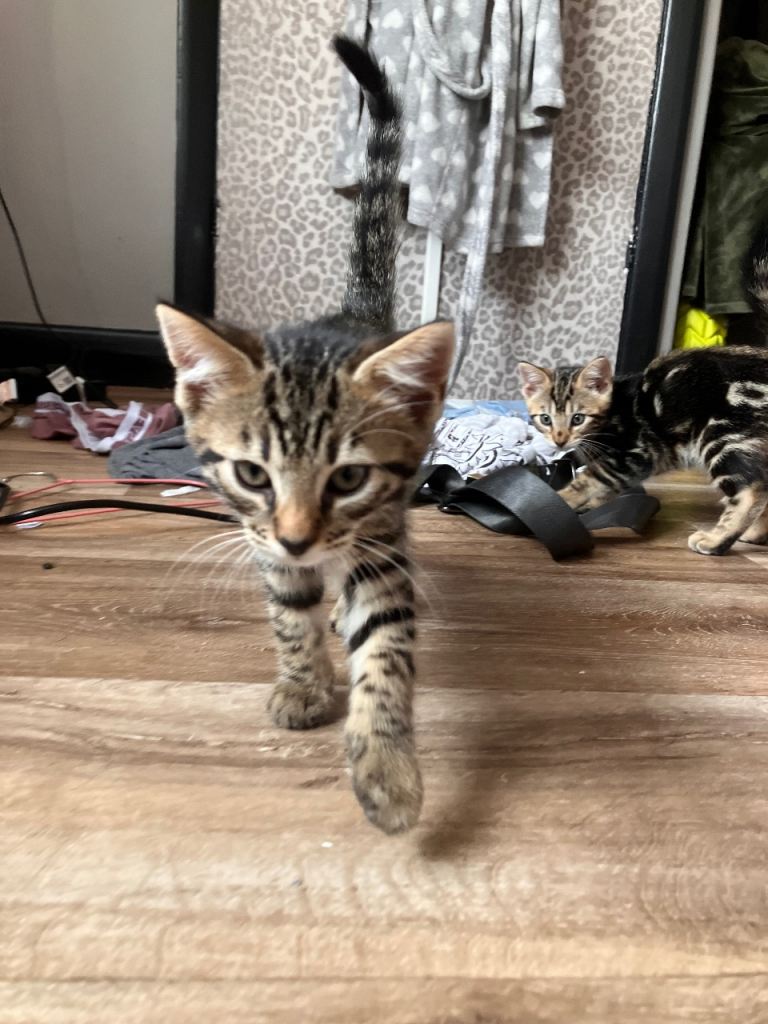 BENGAL CROSS RAGDOLL KITTENS FOR SALE 
