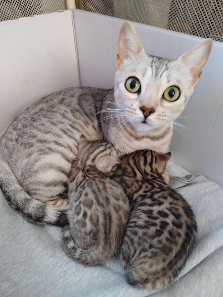 Beautiful Bengal Kittens