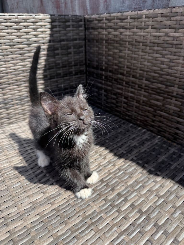 Persian x shorthair kittens 4 left x