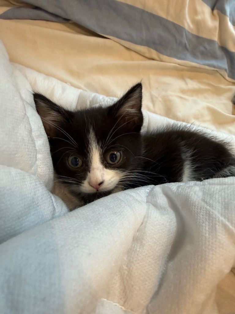 Kitten black and white 