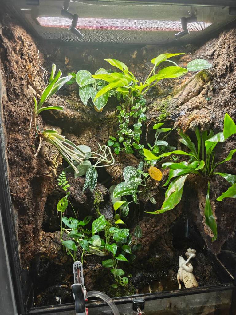 60x45x90 habistat vivarium for arboreal species.