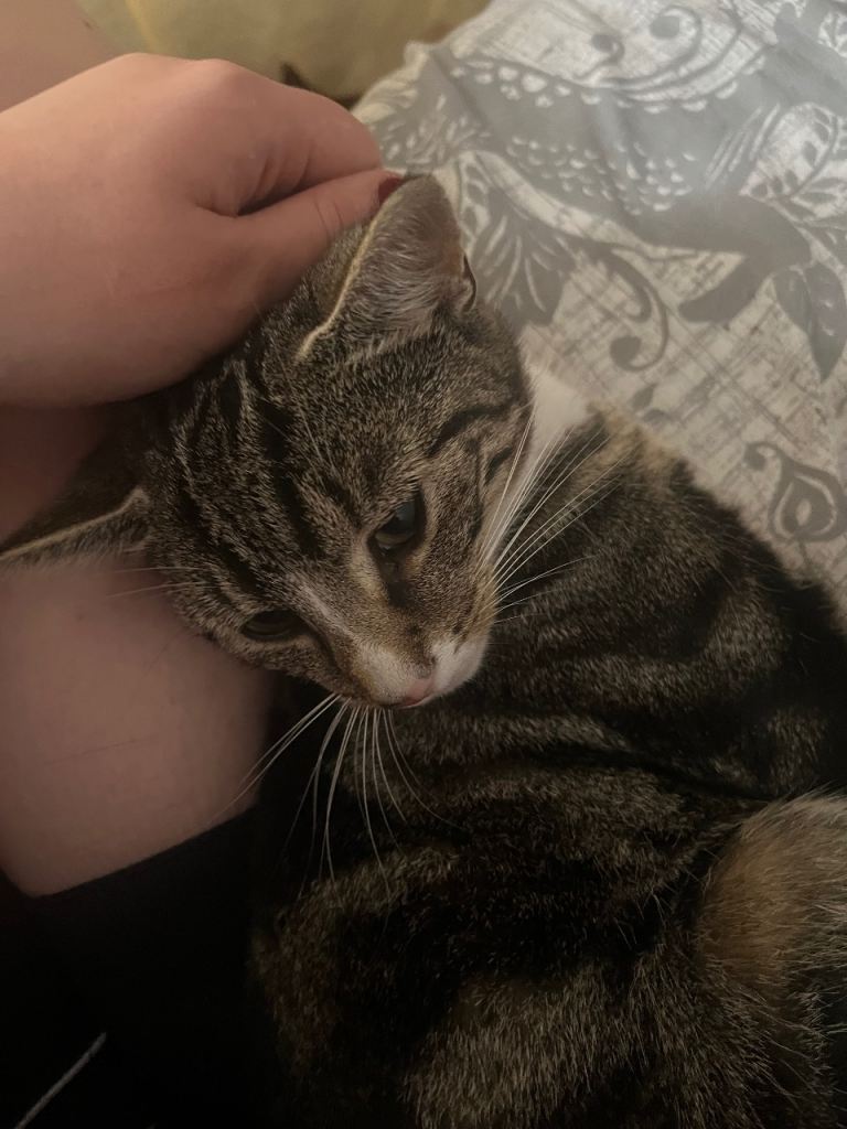 Female tabby cat