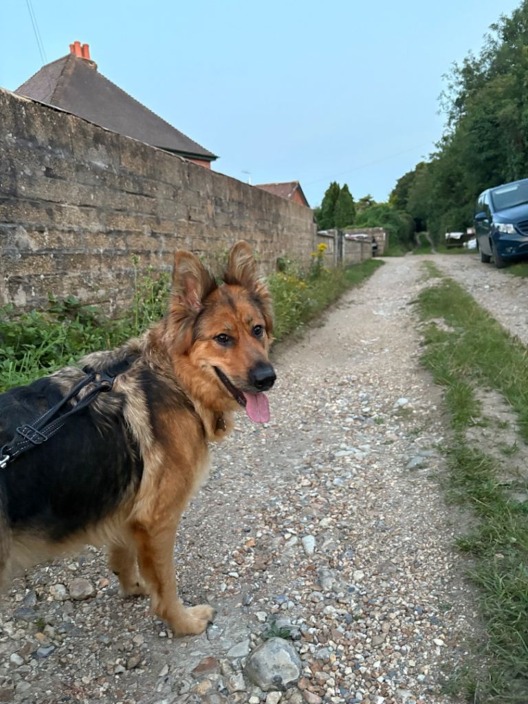 (2 boys remaining) Pure bred German Shepard puppies for sale 