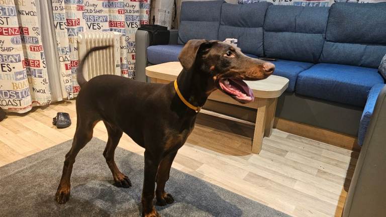 Doberman puppy 6 month's old 