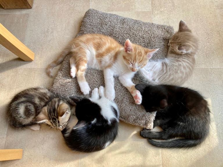 4 adorable kittens are looking for a loving home
