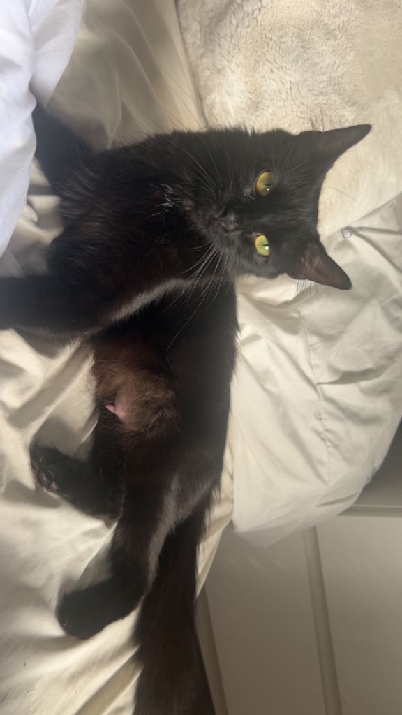 Mainecoon cross kittens 