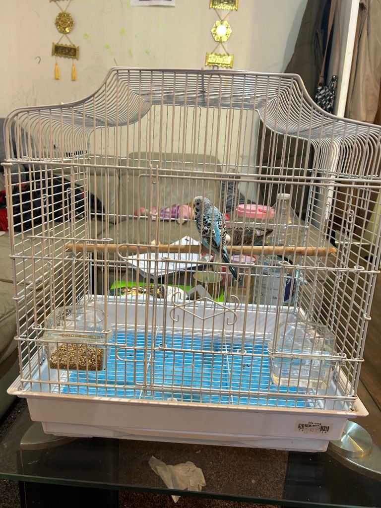 Birds cage bird/cage bird+cage+accessories