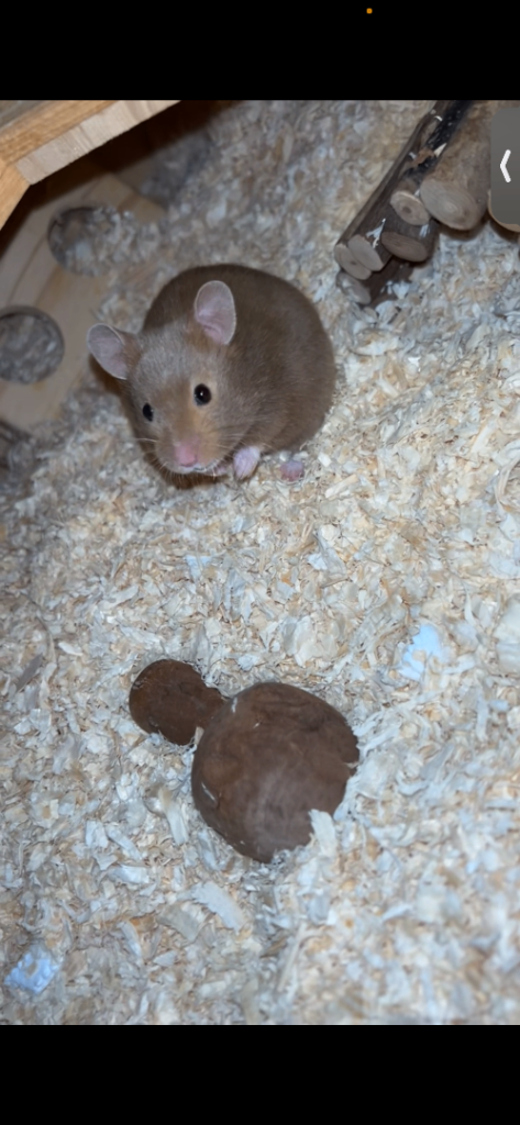 Male Syrian hamster and hamster mansion cage 