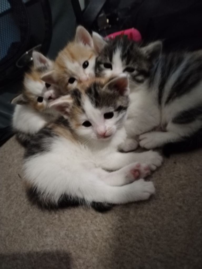 Kittens