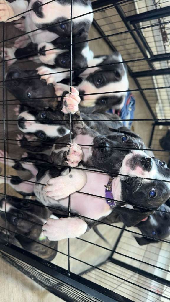 Presa Canario/Bull Dog cross Puppies for sale 