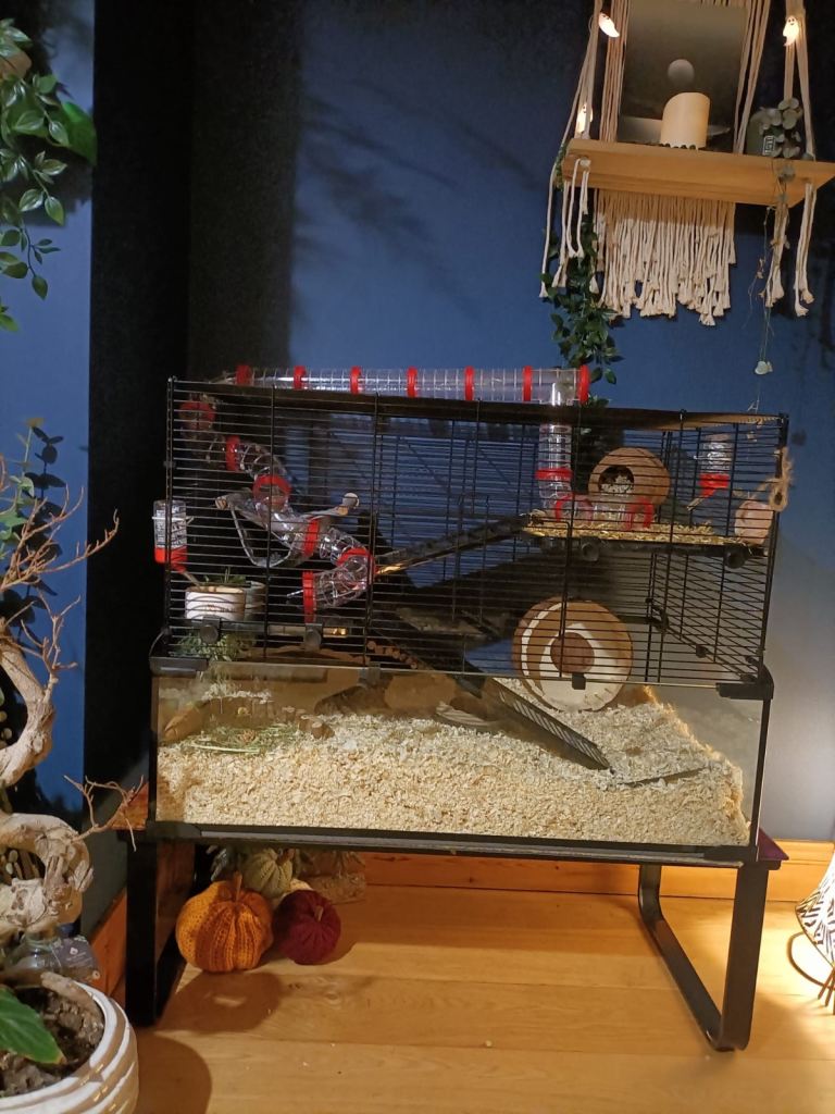 Hamster cage 